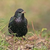 Paprastasis varnėnas - Sturnus vulgaris | Fotografas Gintautas Steiblys