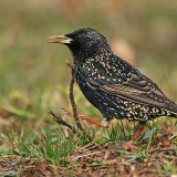 Paprastasis varnėnas - Sturnus vulgaris | Fotografas Gintautas Steiblys