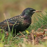 Paprastasis varnėnas - Sturnus vulgaris | Fotografas Gintautas Steiblys