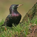 Paprastasis varnėnas - Sturnus vulgaris | Fotografas Gintautas Steiblys