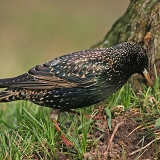 Paprastasis varnėnas - Sturnus vulgaris | Fotografas Gintautas Steiblys