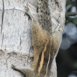 Palminė voverė - Funambulus palmarum | Fotografas Gintautas Steiblys
