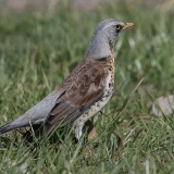 Smilginis strazdas - Turdus pilaris | Fotografas Gintautas Steiblys