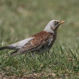 Smilginis strazdas - Turdus pilaris | Fotografas Gintautas Steiblys