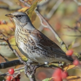 Smilginis strazdas - Turdus pilaris | Fotografas Gintautas Steiblys