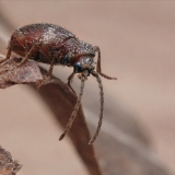 Paprastasis vorvabalis - Ptinus fur | Fotografas Gintautas Steiblys