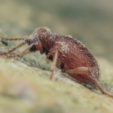 Paprastasis vorvabalis - Ptinus fur | Fotografas Gintautas Steiblys