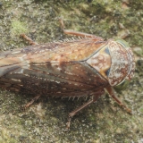 Cikadėlė - Acericerus ribauti | Fotografas Gintautas Steiblys