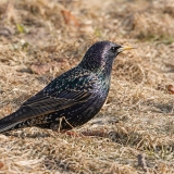 Paprastasis varnėnas - Sturnus vulgaris | Fotografas Gintautas Steiblys