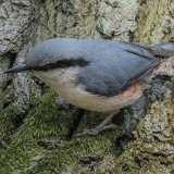 Eurazinis bukutis - Sitta europaea | Fotografas Gintautas Steiblys
