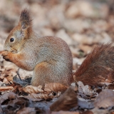 Paprastoji voverė - Sciurus vulgaris | Fotografas Gintautas Steiblys