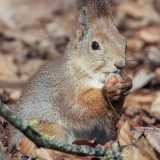 Paprastoji voverė - Sciurus vulgaris | Fotografas Gintautas Steiblys