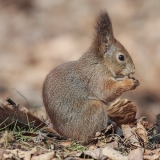 Paprastoji voverė - Sciurus vulgaris | Fotografas Gintautas Steiblys