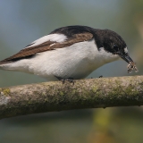 Margasparnė musinukė - Ficedula hypoleuca ♂ | Fotografas Gintautas Steiblys