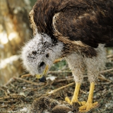 Paprastasis suopis - Buteo buteo, juv. | Fotografas Gintautas Steiblys