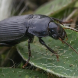 Dvitaškis žygis - Anisodactylus binotatus | Fotografas Gintautas Steiblys