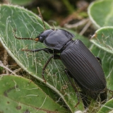 Dvitaškis žygis - Anisodactylus binotatus | Fotografas Gintautas Steiblys