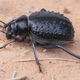 Juodvabalis - Pimelia confusa | Fotografas Gintautas Steiblys