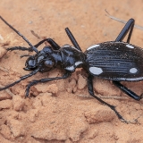 Žygis - Anthia sexmaculata | Fotografas Gintautas Steiblys