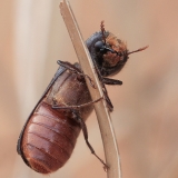 Gaubtavabalis - Phonapate nitidipennis | Fotografas Gintautas Steiblys