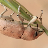 Straubliukas - Pycnodactylopsis tomentosa | Fotografas Gintautas Steiblys