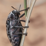 Blizgiavabalis - Julodis onopordi ssp. splichali | Fotografas Gintautas Steiblys