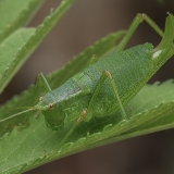 Kališevskio pjūklius - Isophya kalishevskii ♀ | Fotografas Gintautas Steiblys