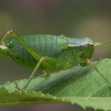 Kališevskio pjūklius - Isophya kalishevskii ♀ | Fotografas Gintautas Steiblys