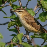 Ežerinė nendrinukė - Acrocephalus schoenobaenus | Fotografas Gintautas Steiblys