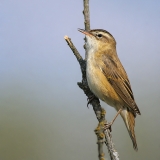 Ežerinė nendrinukė - Acrocephalus schoenobaenus | Fotografas Gintautas Steiblys