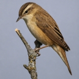 Ežerinė nendrinukė - Acrocephalus schoenobaenus | Fotografas Gintautas Steiblys