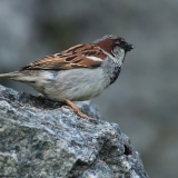Naminis žvirblis - Passer domesticus | Fotografas Gintautas Steiblys