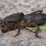 Paprastasis kurklys - Gryllotalpa gryllotalpa | Fotografas Gintautas Steiblys