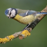 Mėlynoji zylė - Cyanistes caeruleus | Fotografas Gintautas Steiblys