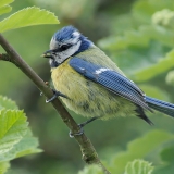 Mėlynoji zylė - Cyanistes caeruleus | Fotografas Gintautas Steiblys