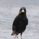 Paprastasis varnėnas - Sturnus vulgaris | Fotografas Gintautas Steiblys
