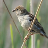 Naminis žvirblis - Passer domesticus | Fotografas Gintautas Steiblys