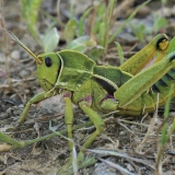 Uolinis skėrys - Pamphagus cristatus ♂ | Fotografas Gintautas Steiblys