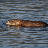 Ondatra - Ondatra zibethicus | Fotografas Gintautas Steiblys