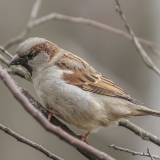 Naminis žvirblis - Passer domesticus | Fotografas Gintautas Steiblys