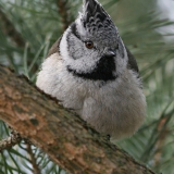 Kuoduotoji zylė - Lophophanes cristatus | Fotografas Gintautas Steiblys