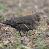 Juodasis strazdas - Turdus merula ♀ | Fotografas Gintautas Steiblys