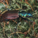 Šešiataškis žvitriažygis - Agonum sexpunctatum | Fotografas Gintautas Steiblys