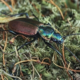Šešiataškis žvitriažygis - Agonum sexpunctatum | Fotografas Gintautas Steiblys