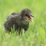 Paprastasis varnėnas - Sturnus vulgaris, juv. | Fotografas Gintautas Steiblys