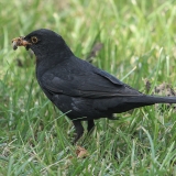 Juodasis strazdas - Turdus merula ♂ | Fotografas Gintautas Steiblys