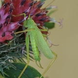 Girinis siūlaūsis - Meconema thalassinum ♂ | Fotografas Gintautas Steiblys