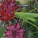 Girinis siūlaūsis - Meconema thalassinum ♂ | Fotografas Gintautas Steiblys