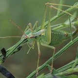Šilinis pjūklius - Barbitistes constrictus ♀ | Fotografas Gintautas Steiblys