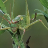 Šilinis pjūklius - Barbitistes constrictus ♀ | Fotografas Gintautas Steiblys